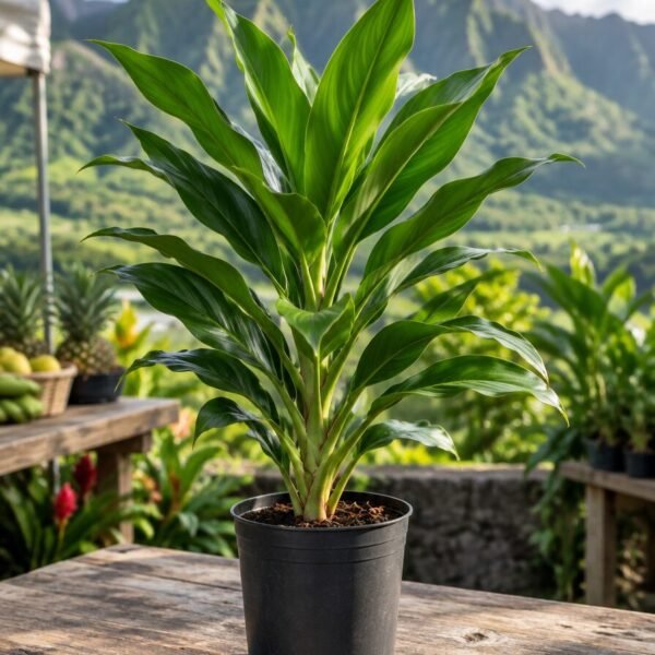 Green ti plant with broad glossy leaves in a black nursery pot